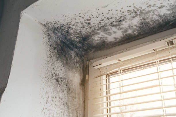 Affordable Attic Mold Removal solutions in Wanaque, NJ